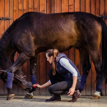 Przewodnik po stretchingu koni