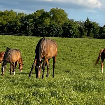 Regeneracja końskich mięśni